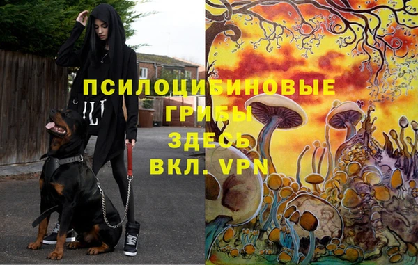 прущие грибы Лагань